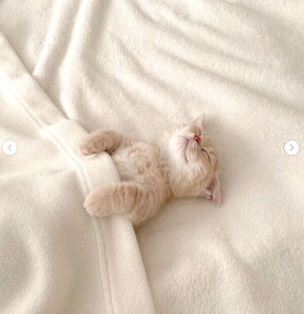 気持ちよさそうに眠るころもくん