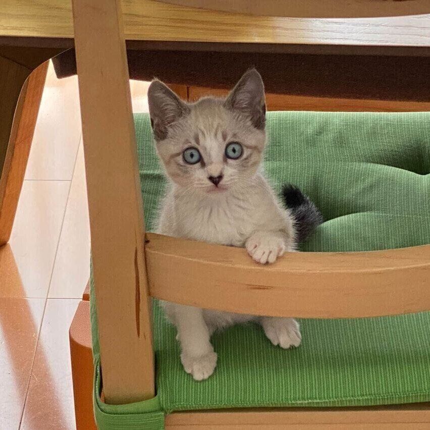 お迎えしたばかりのころのすいちゃん。