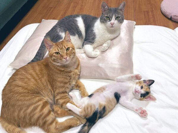 まったりする猫たち