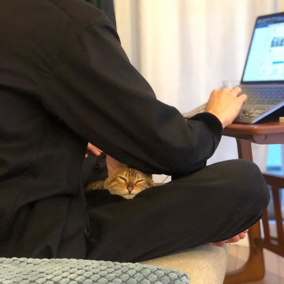 飼い主さんの膝の上で眠る猫