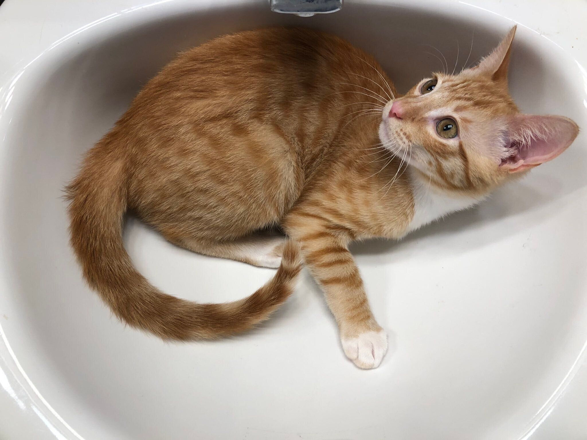 洗面ボウルの中でくつろぐきなこくん