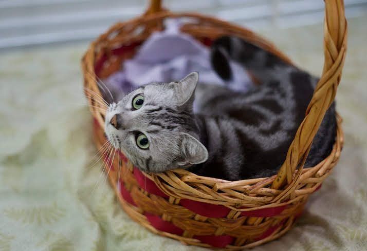 かごに入った猫