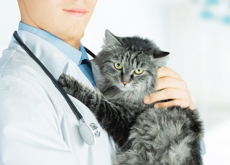 獣医師に抱っこされている猫