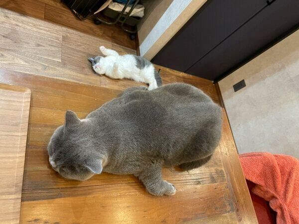 くつろぐあままちゃん、とろろちゃん