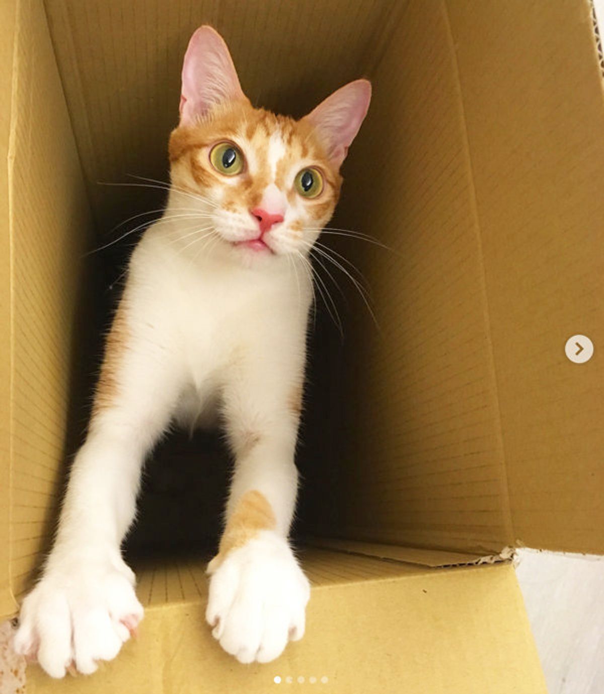 猫ってなんで箱が好きなの 知っておきたい 箱入り娘 の基礎知識 ねこのきもちweb Magazine 猫ってなんで箱が好きなの 知っておきたい 箱入り娘 の基礎知識 ねこのきもちweb Magazine