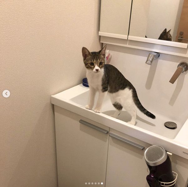 洗面所を占領する猫