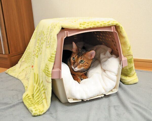 キャリーケースでくつろぐ猫