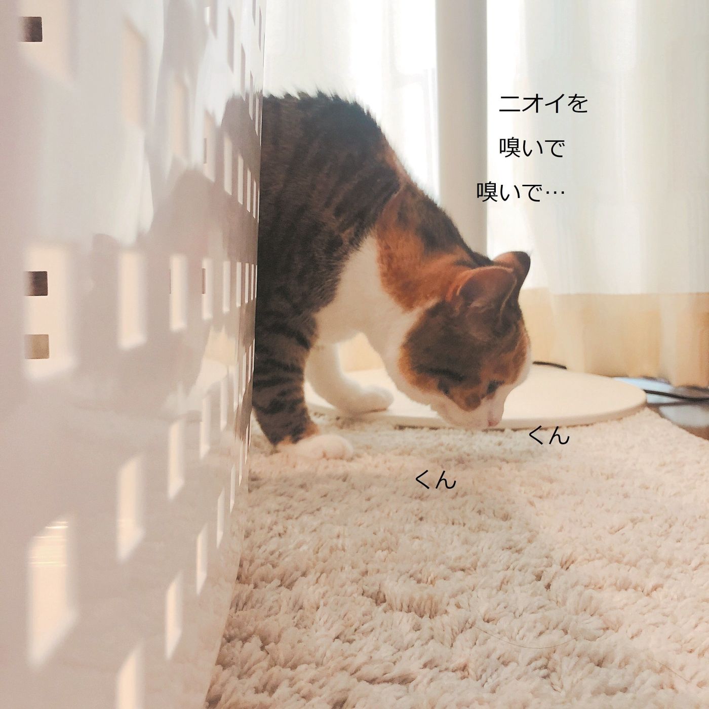 見られるとうれしいこの変顔 猫の フレーメン反応 のすべて ねこのきもちweb Magazine 見られるとうれしいこの変顔 猫の フレーメン反応 のすべて ねこのきもちweb Magazine