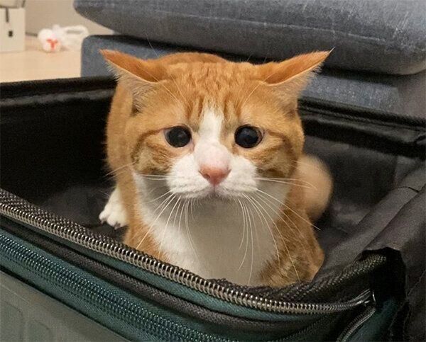 困り顔のいなりくん