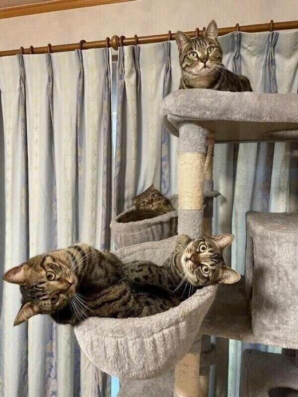キャットタワーでくつろぐ猫たち