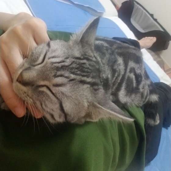 あご乗せして眠るアメリカンショートヘア