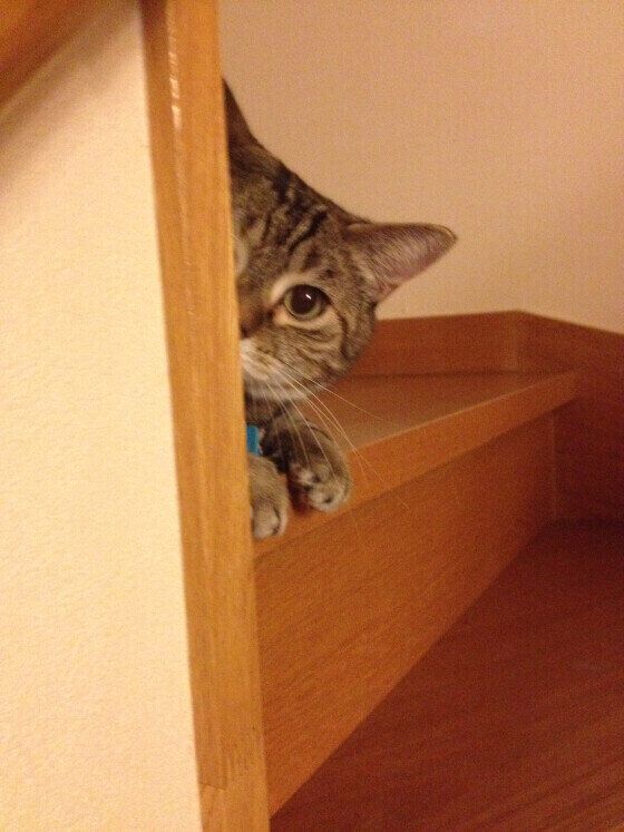 Hokuleaちゃんのかくれんぼ