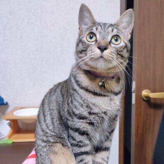 MIXキジトラの北斗くん