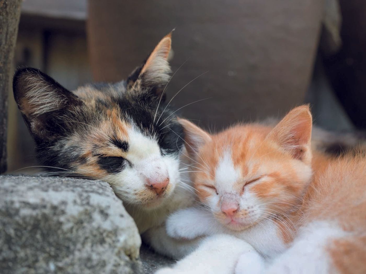 猫のゴロゴロ音 どんなときに鳴らすか知ってる ねこのきもちweb Magazine 猫のゴロゴロ音 どんなときに鳴らすか知ってる ねこのきもちweb Magazine