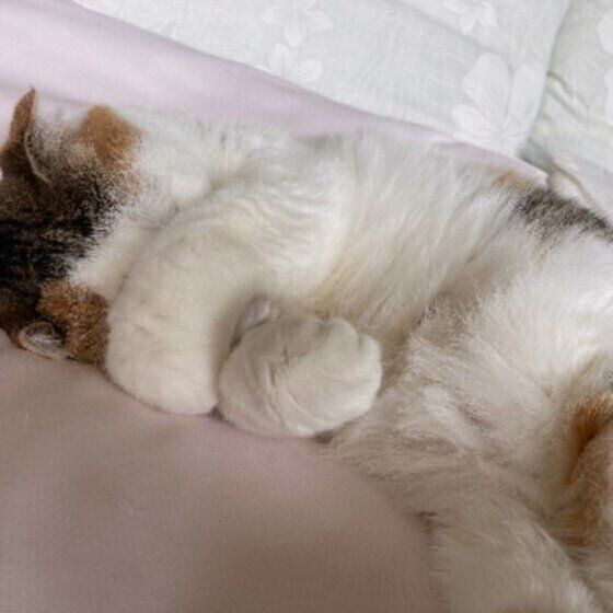 眠るハナちゃん（スコティッシュフォールド）