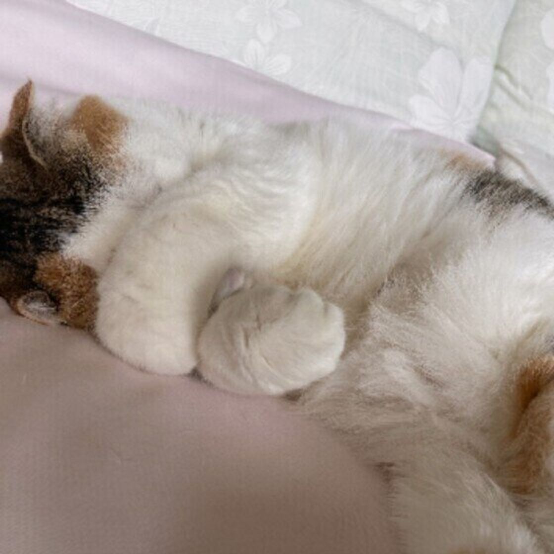 まぶしいの 猫が前足で顏を隠すようなしぐさの理由 ねこのきもちweb Magazine まぶしいの 猫が前足で顏を隠すようなしぐさの理由 ねこのきもちweb Magazine
