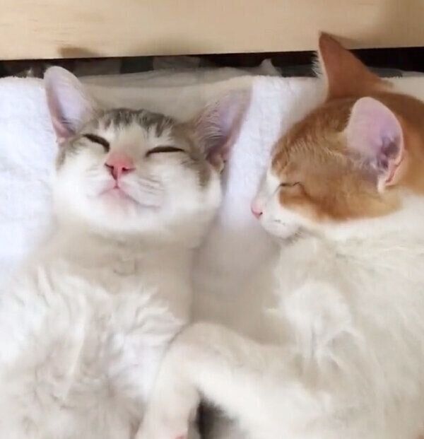 ベッドで仲良く眠るアメリちゃん、カヌレくん