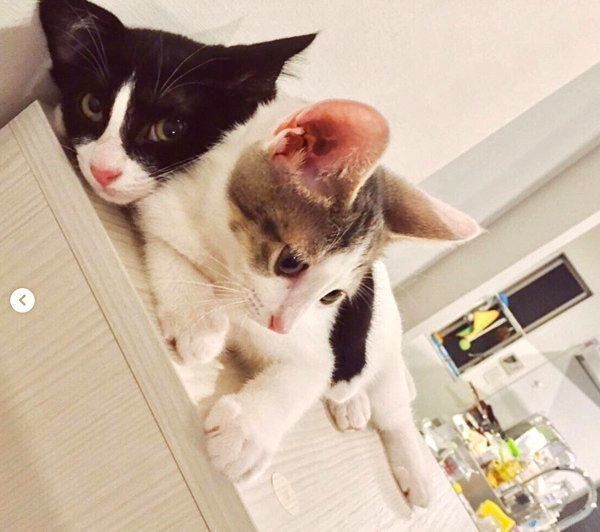 元保護猫・ナナちゃんとハチくん