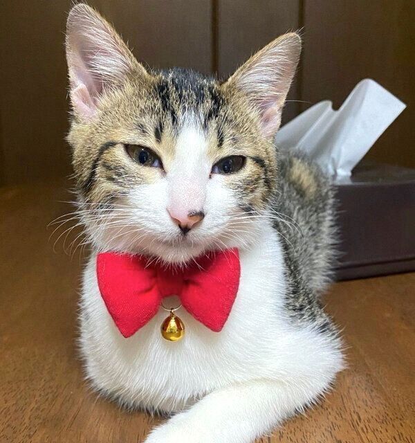 まったりするおとーふちゃん