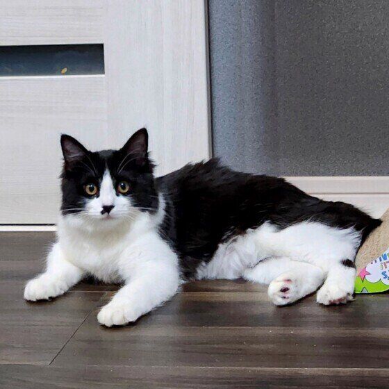 正面を見つめる黒白猫