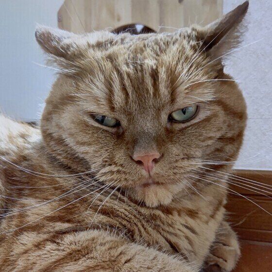 アメリカンショートヘアの龍太くん