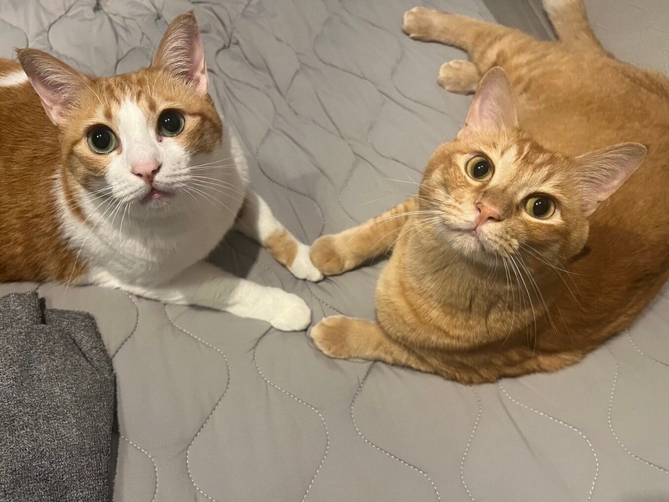 手と手を取り合うポーくん、テトくん