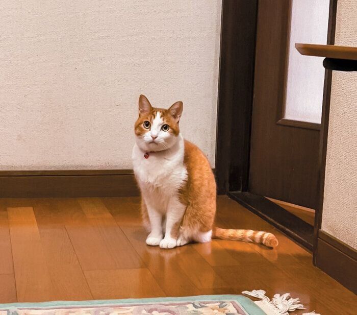 玄関で待つにゃん吉くん