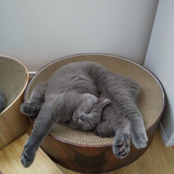 シャルトリュー