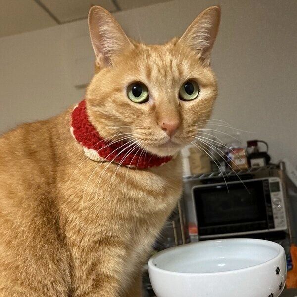 手編みの首輪をつけるこいもちゃん