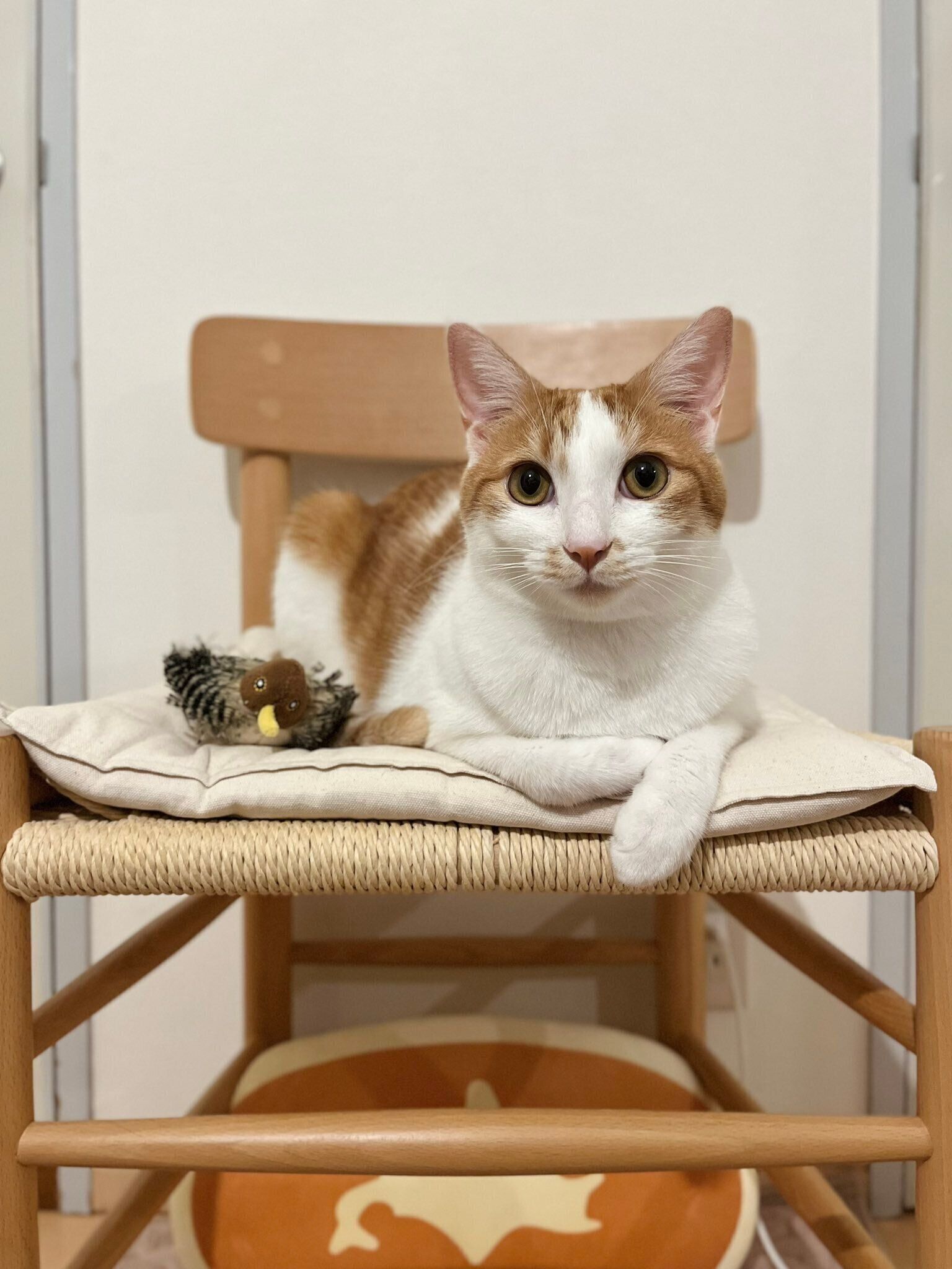 おもちゃのこまどりさんがおさかなくんの親友なのだとか