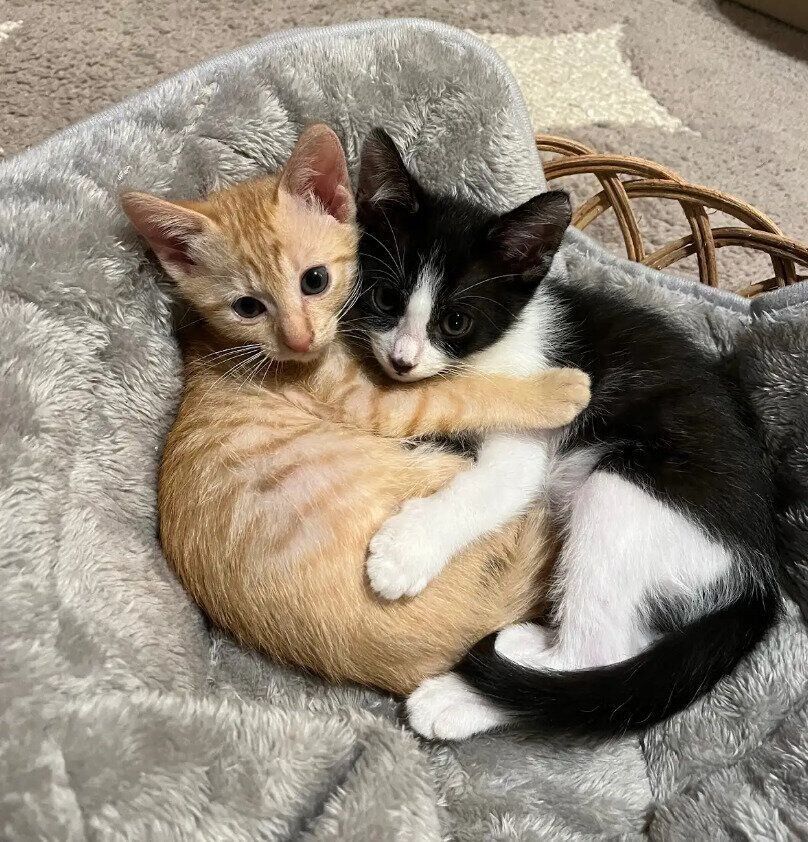 生後2カ月の2匹の子猫