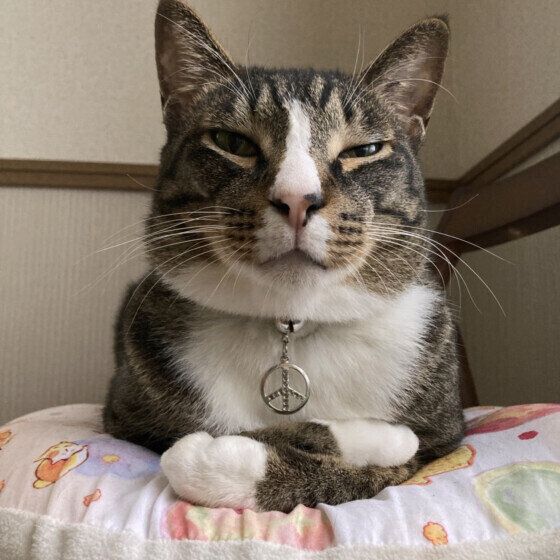 香箱座りするラーくん