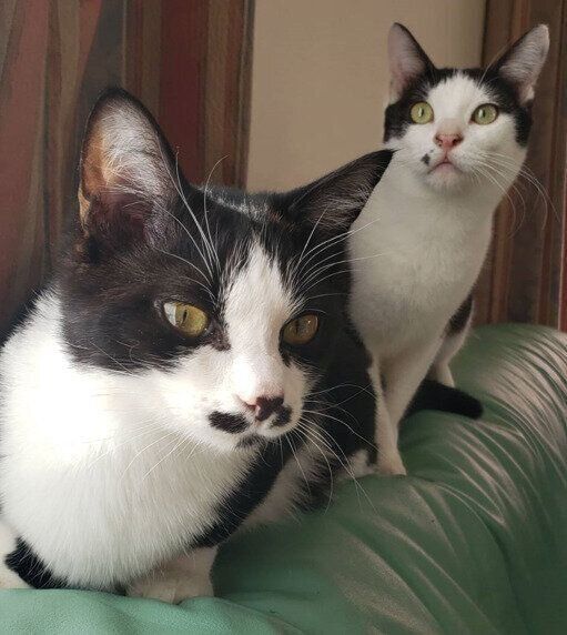 2匹の生後8カ月の猫