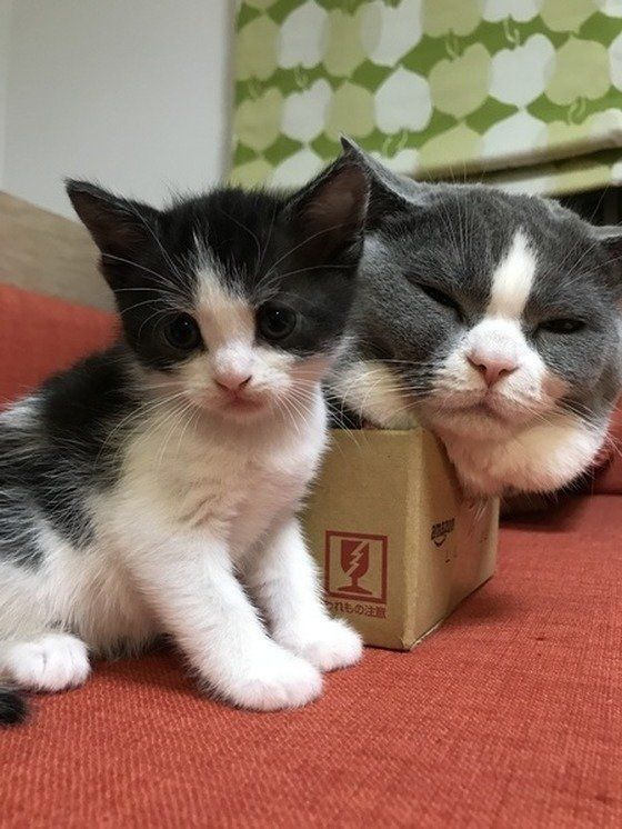 ねこのきもち投稿写真ギャラリー