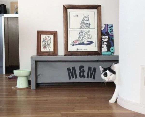 突然顔をひょこっと出す猫