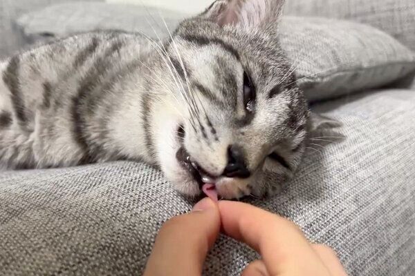 寝顔が可愛いととまるくん