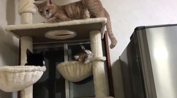 猫じゃらしで遊ぶ猫