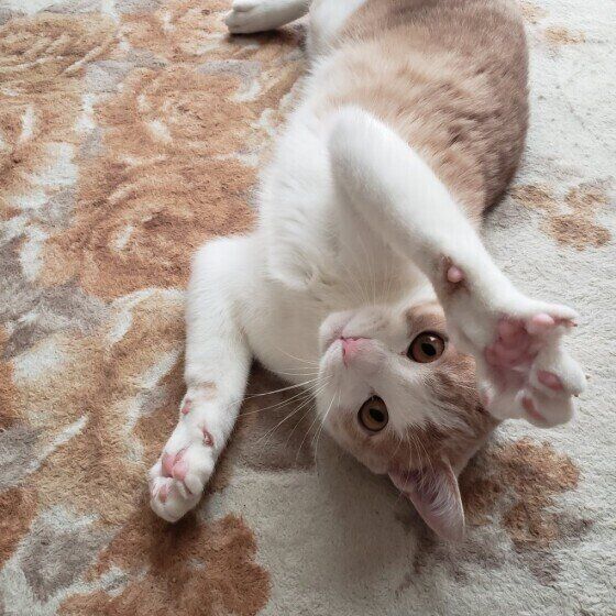 片手をあげるMIXの男の子