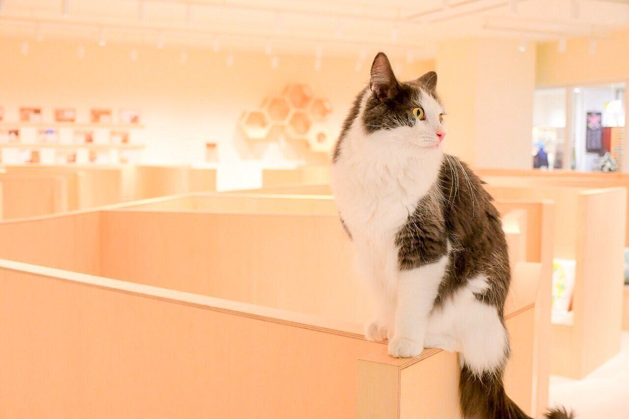 癒やしの空間で猫と共に過ごす優雅なひととき