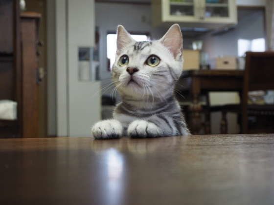 おやつを待つスコティッシュフォールドのあおさ