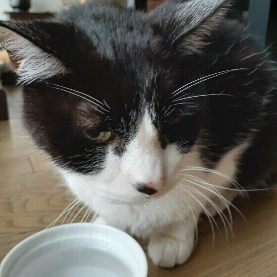 ボウルで水を飲むべべくん