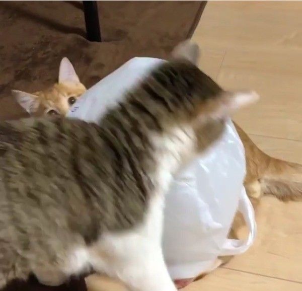 ビニール袋とたわむれる猫