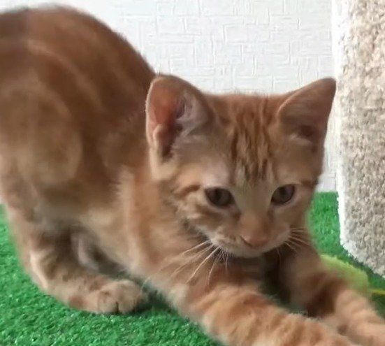 寝起きのレイくん