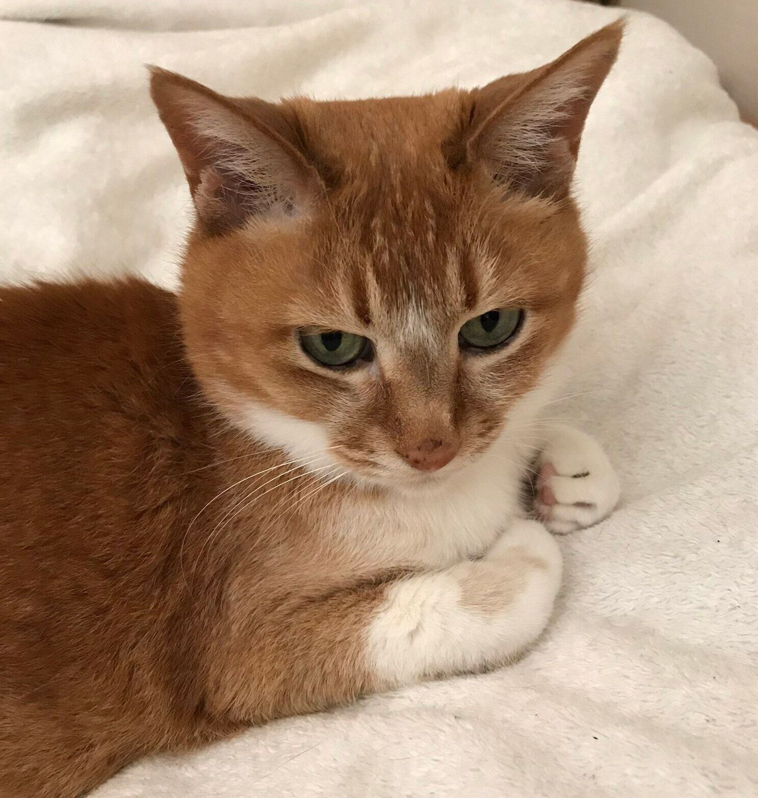 先住猫の枇杷子ちゃん