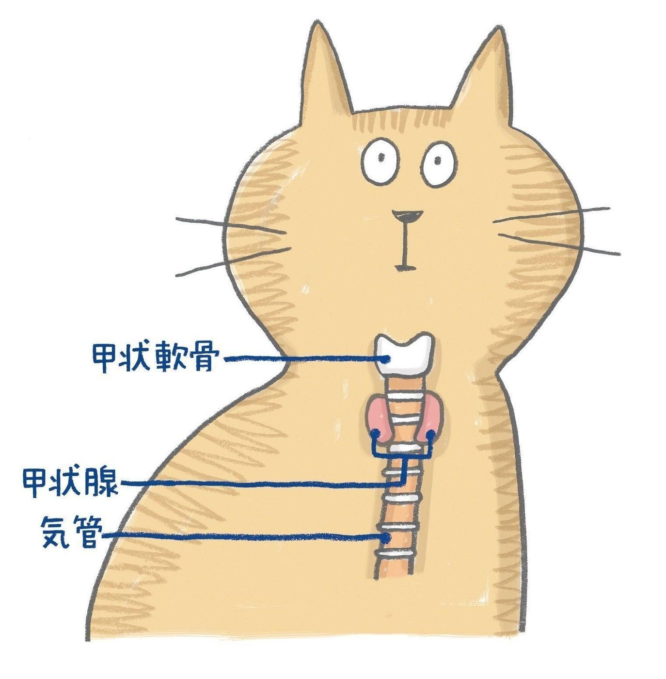 猫が甲状腺機能亢進症と診断されたけど元気そうなのはなぜ 獣医師が解説します ねこのきもちweb Magazine 猫が甲状腺機能亢進症と診断されたけど元気そうなのはなぜ 獣医師が解説します ねこのきもちweb Magazine