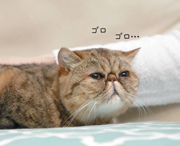 マッサージで猫と飼い主さんがお互いに癒しあえるヒミツ