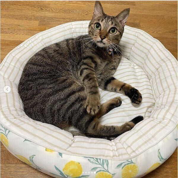 ニトリの猫グッズ