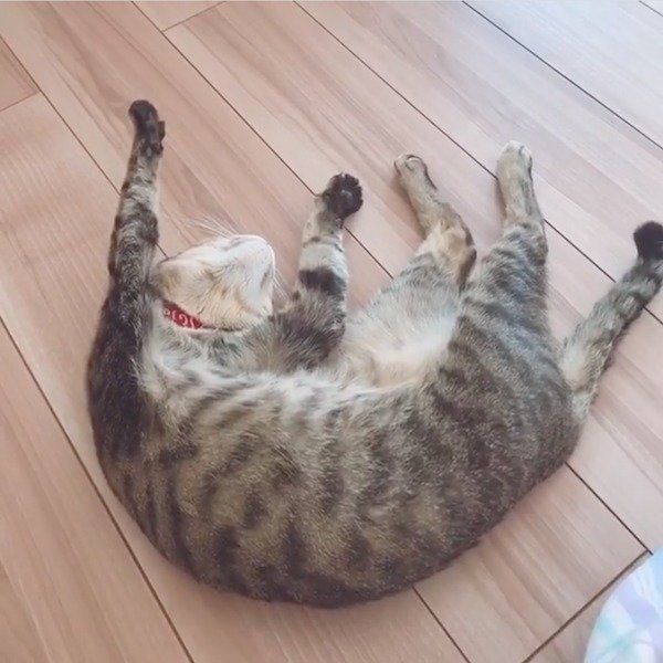 飼い主さんにナデナデされるMugiくん