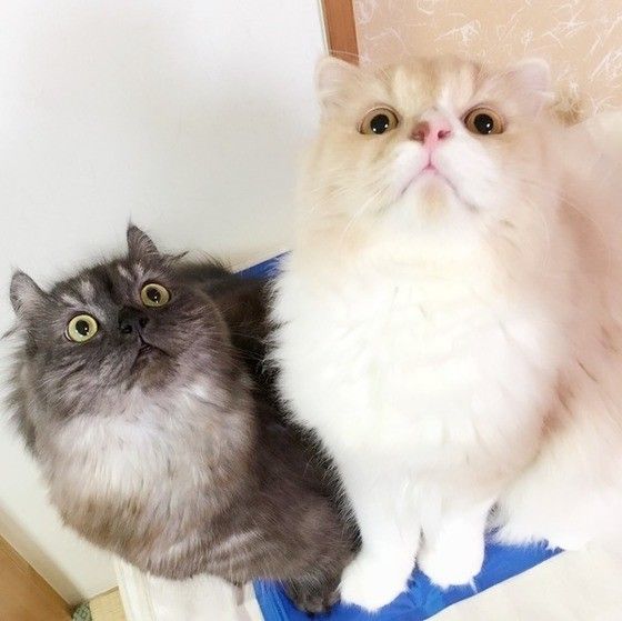 見上げるマンチカン