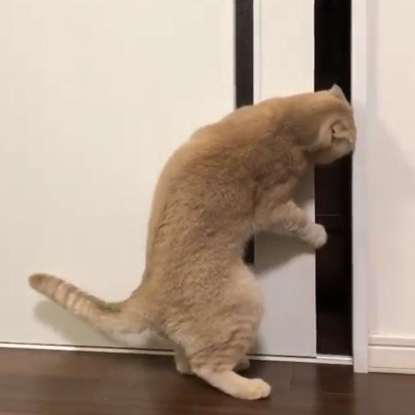 後ろ姿が人っぽい 笑 扉を開けようと頑張る猫のあの手この手 ねこのきもちweb Magazine 後ろ姿が人っぽい 笑 扉を開けようと頑張る猫のあの手この手 ねこのきもちweb Magazine
